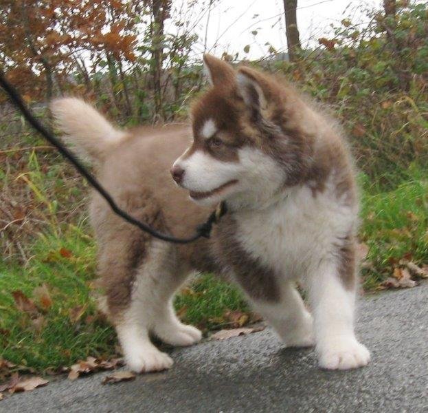 Danko 9 Wochen 2 001